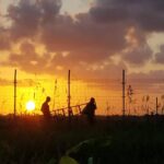 Puesta de sol en Mozambique en 2019 con una alambrada